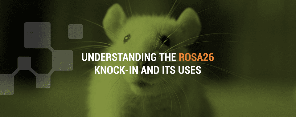 The Utility of the Rosa26 Knock-in Mouse