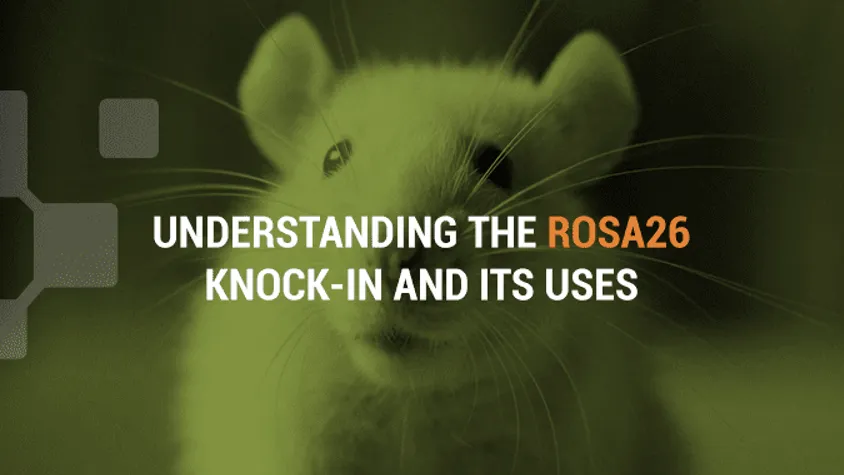 The Utility of the Rosa26 Knock-in Mouse