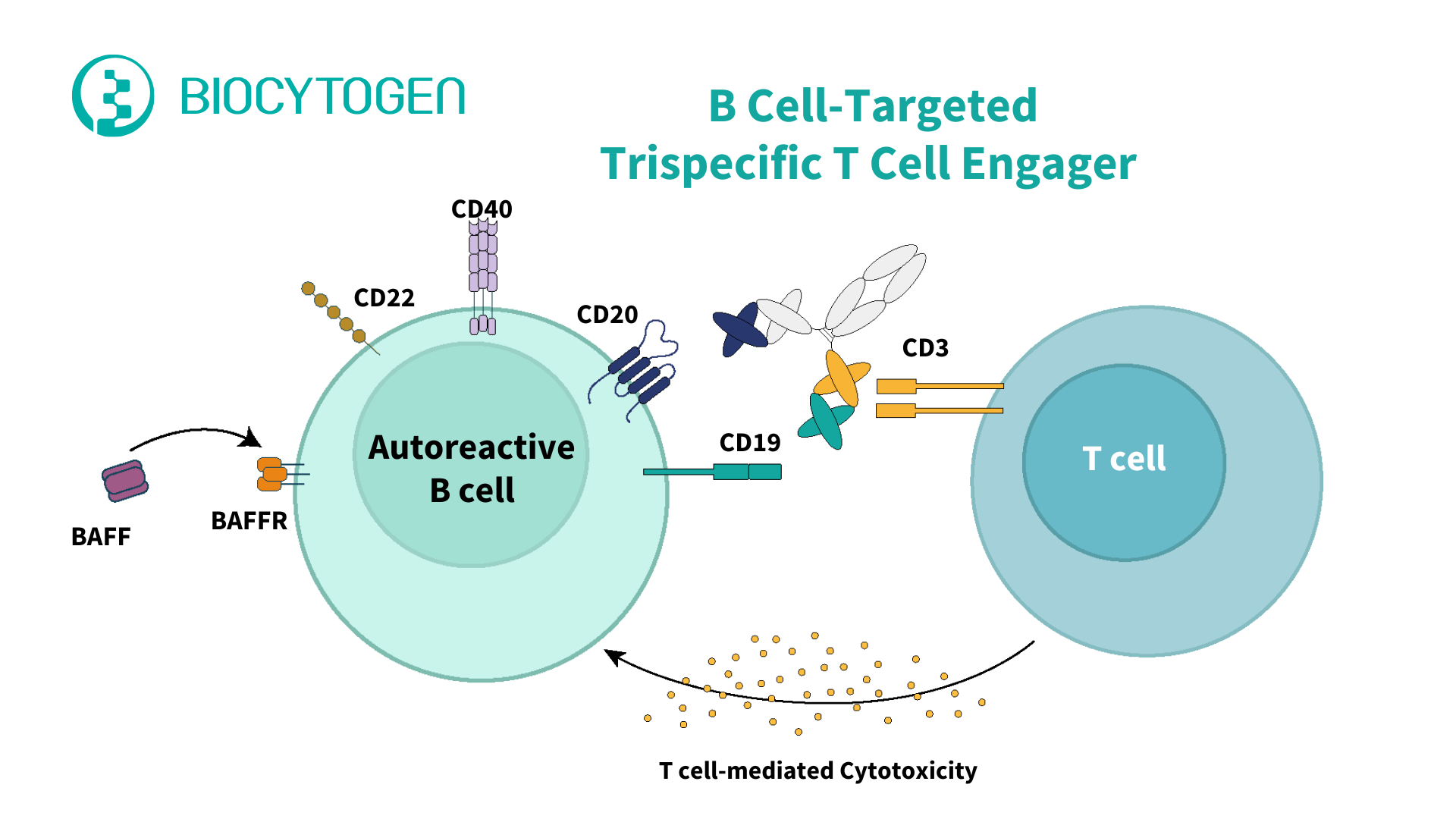 GSK&rsquo;s $300M Acquisition of Chimagen&rsquo;s CMG1A46: A Deep Dive into B Cell-Targeted Trispecific T Cell Engagers