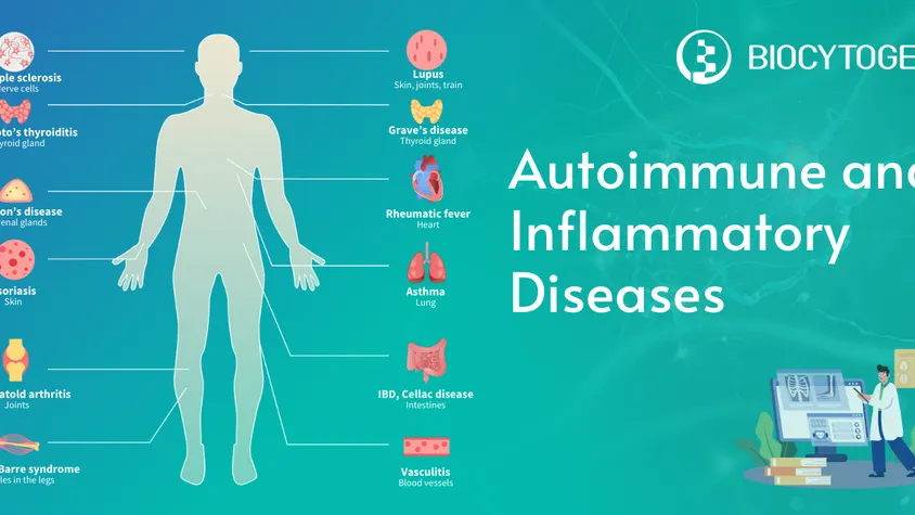 Conquering the Inner Struggle: Mastering Autoimmune and Inflammatory Diseases