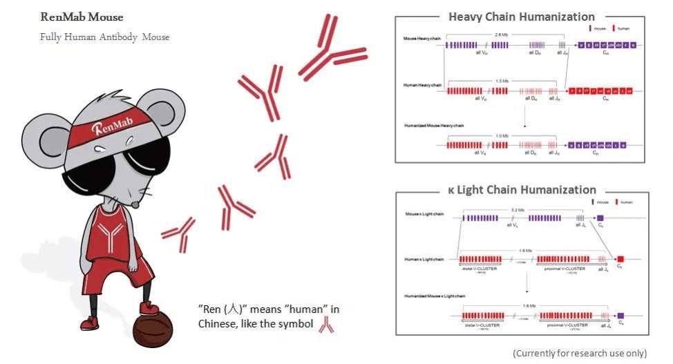One-stop-and-renmab-mouse-5