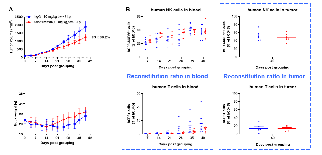 Antitumor activity of anti-human CLDN18.2 antibody (Zolbetuximab) in a lung cancer A549 CDX model established with huHSC-B-NDG hIL15 mice.