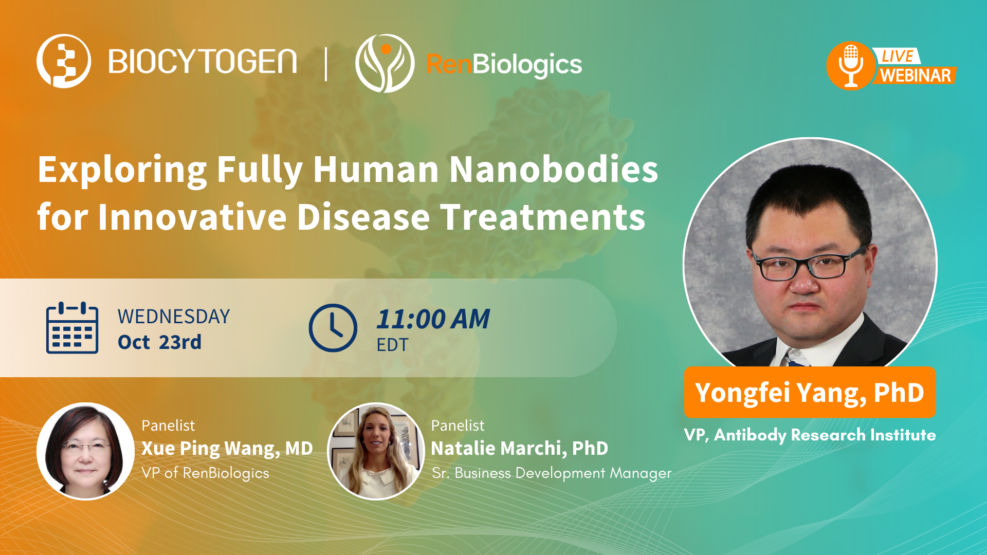 Exploring Fully Human Nanobodies for Innovative Disease Treatments