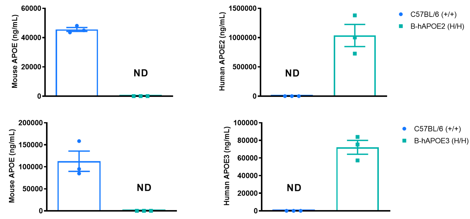 Strain specific APOE expression in B-hAPOE2 and B-hAPOE3 mice