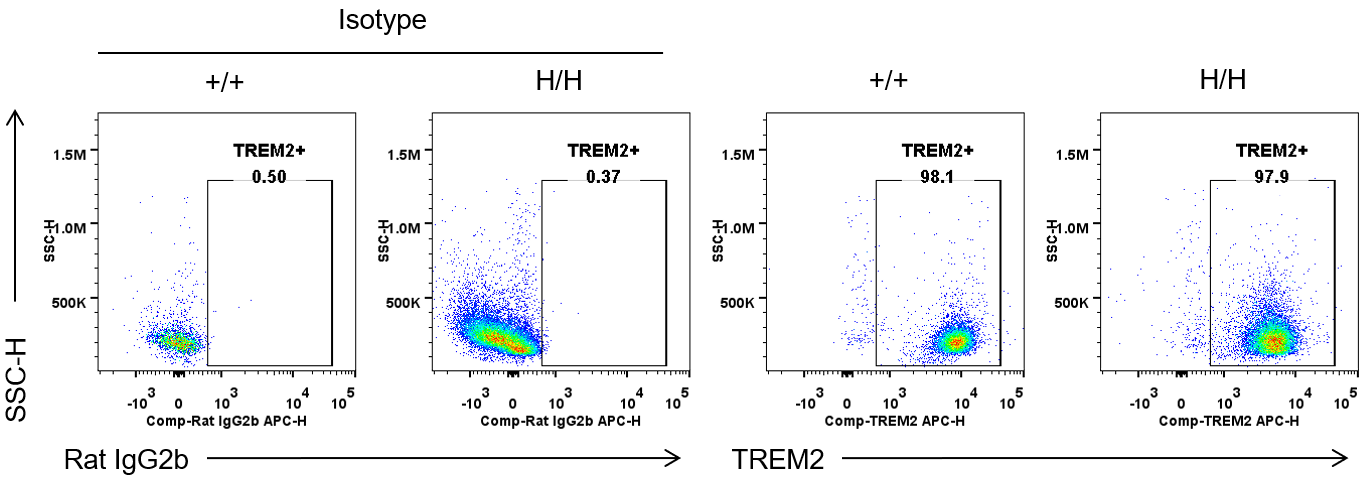 Strain specific TREM2 expression in B-hTREM2 mice