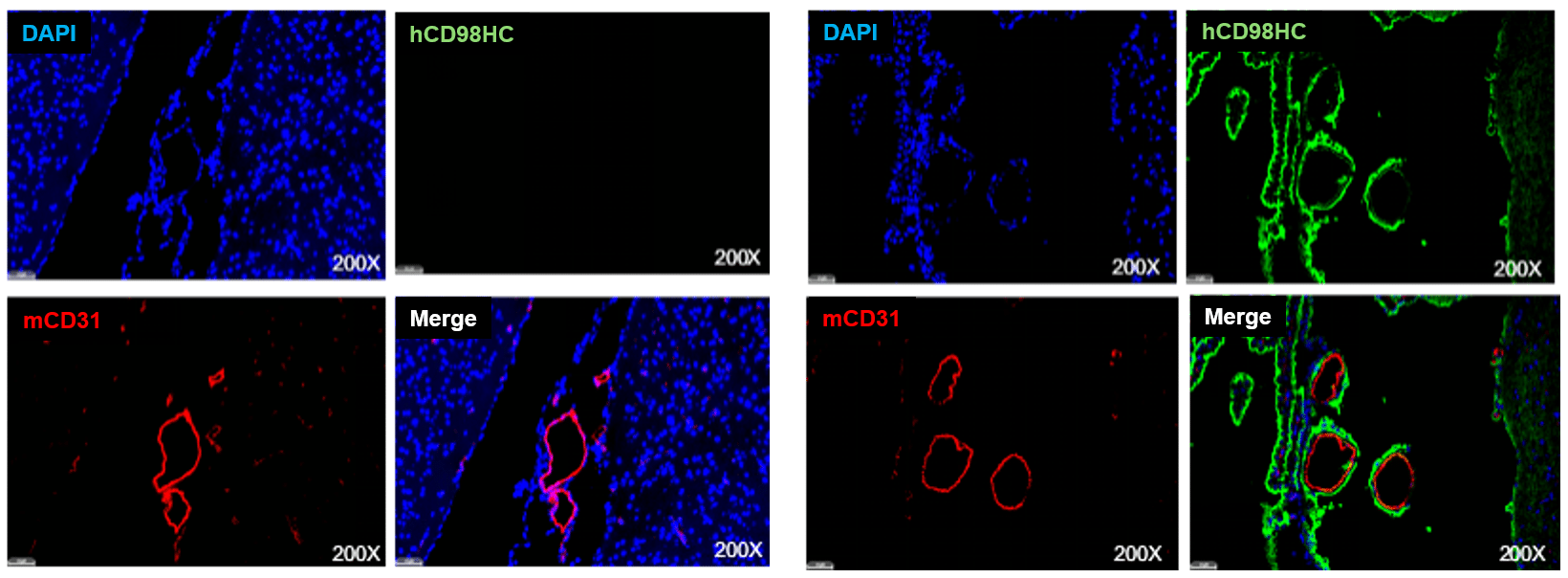 Strain-specific CD98 expression in mouse brains was analyzed using immunofluorescence staining. 