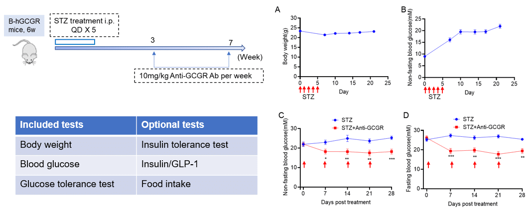Hypoglycemic Effect of GCGR Antibody in STZ-Induced B-hGCGR Mice.