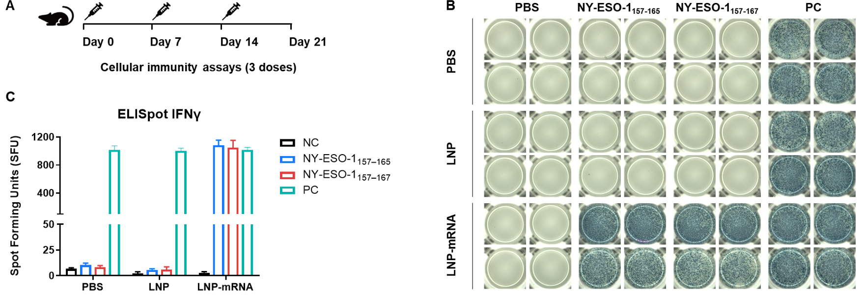 Detection of vaccine-induced immune responses in B-HLA-A2.1 mice by IFN-γ ELISpot assay. 