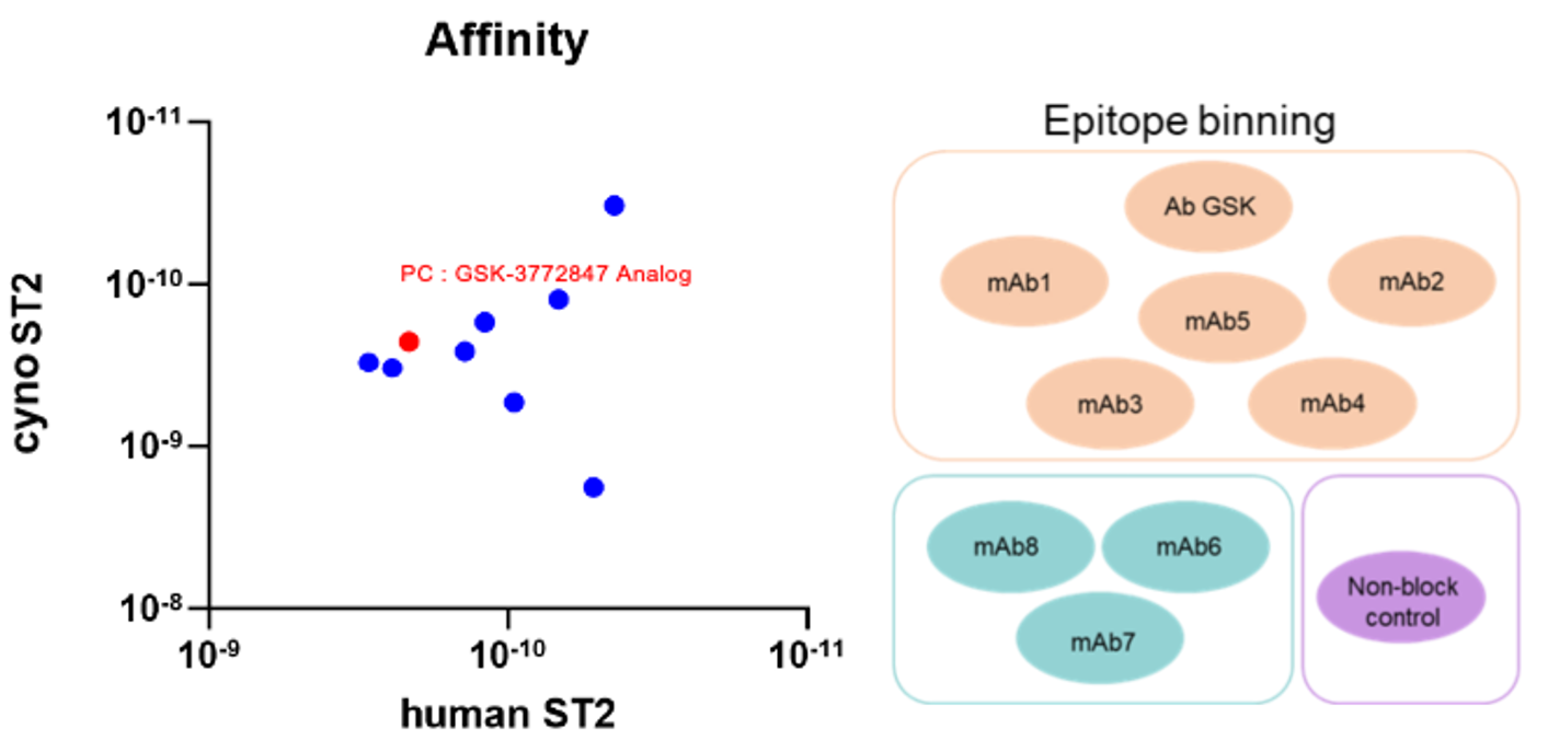 Biocytogen's ST2 antibody clones show high affinity and a distinct epitope from the benchmark.