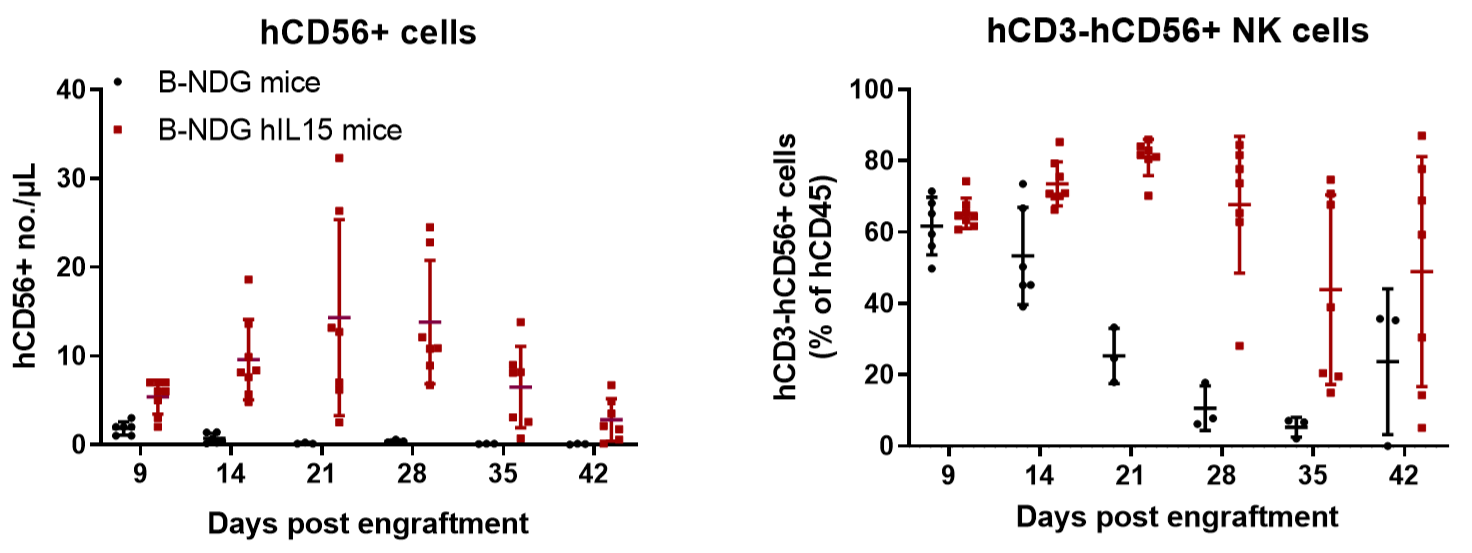 Engraftment of human NK cells in B-NDG hIL15 mice enhanced human NK cell reconstitution.