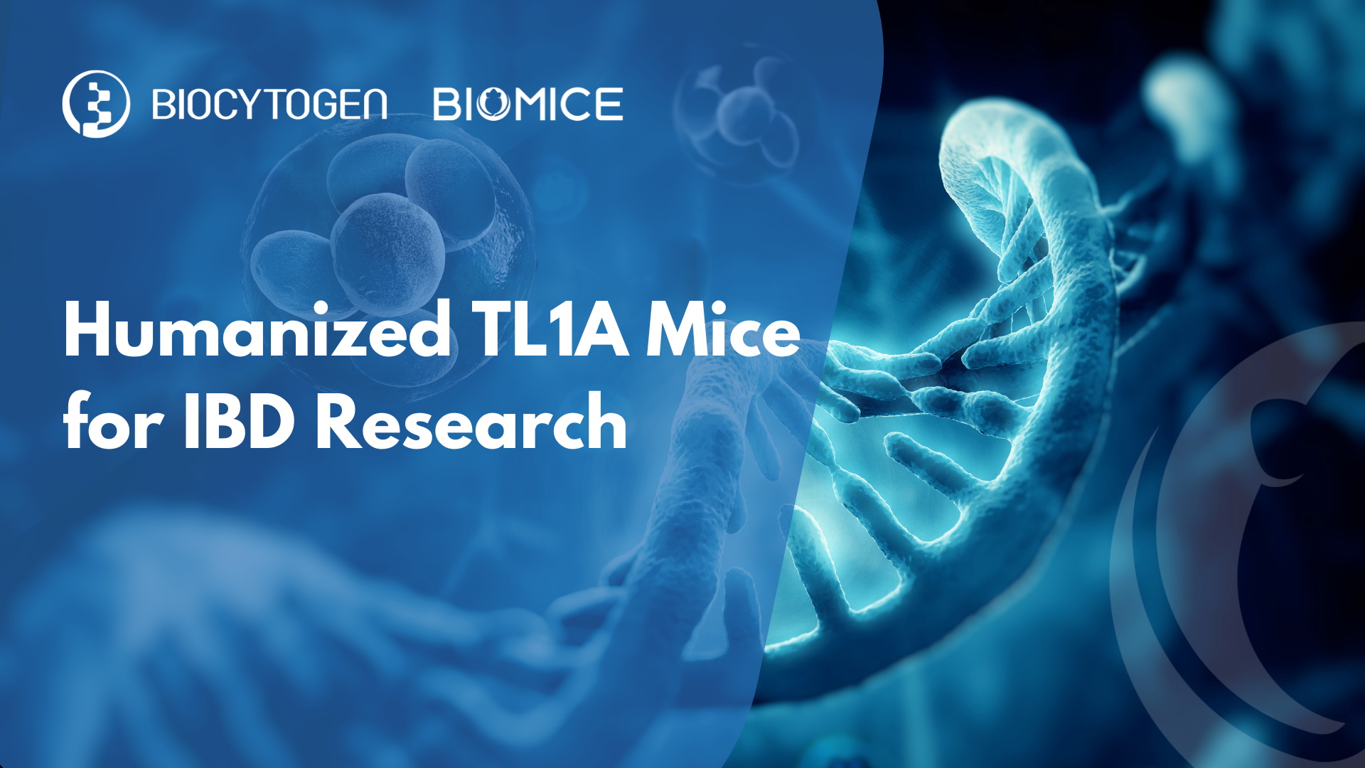 TL1A Pathway: Embarking on New Frontiers in IBD Therapy with Biocytogen&rsquo;s Humanized Mice