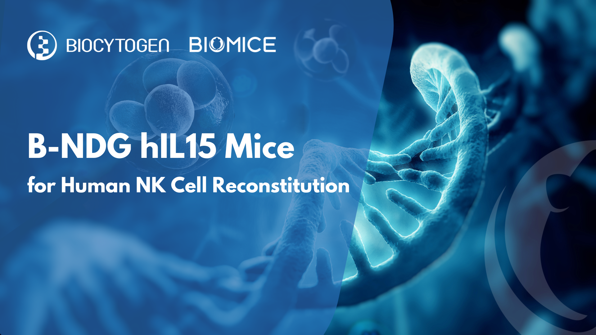 B-NDG hIL15 Mice: Where Enhanced Human Immune Reconstitution Fuels NK-Dependent Therapies