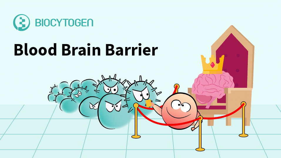 The Blood-Brain Barrier: A Double-Edged Sword in Neurology