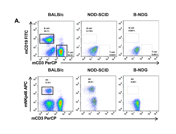 Development History of Immunodeficient Mice and Their Research Applications