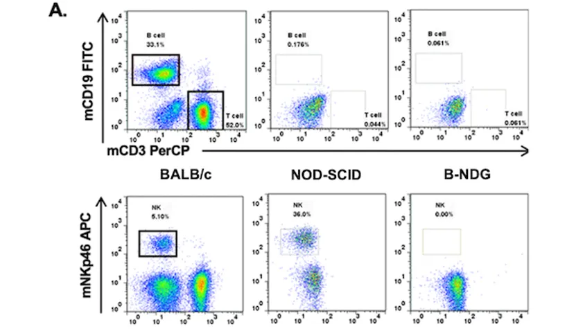 Development History of Immunodeficient Mice and Their Research Applications