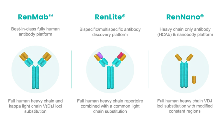 Biocytogen Launches RenNano® Mouse, a Fully Human Heavy Chain Antibody Platform to Accelerate Nanobody Drug Discovery