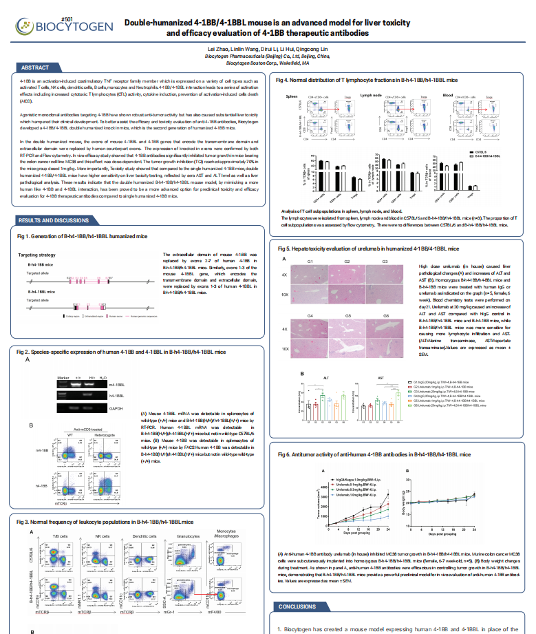 Double-humanized 4-1BB/4-1BBL mouse is an advanced model for liver toxicity 
and efficacy evaluation of 4-1BB therapeutic antibodies