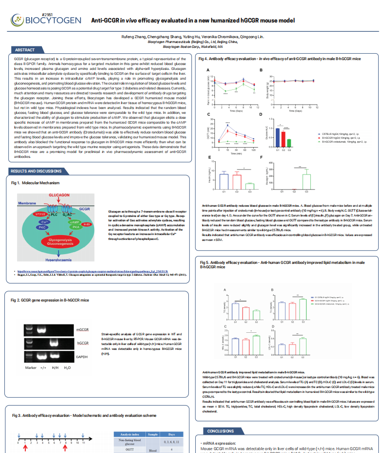 Anti-GCGR in vivo efficacy evaluated in a new humanized hGCGR mouse model