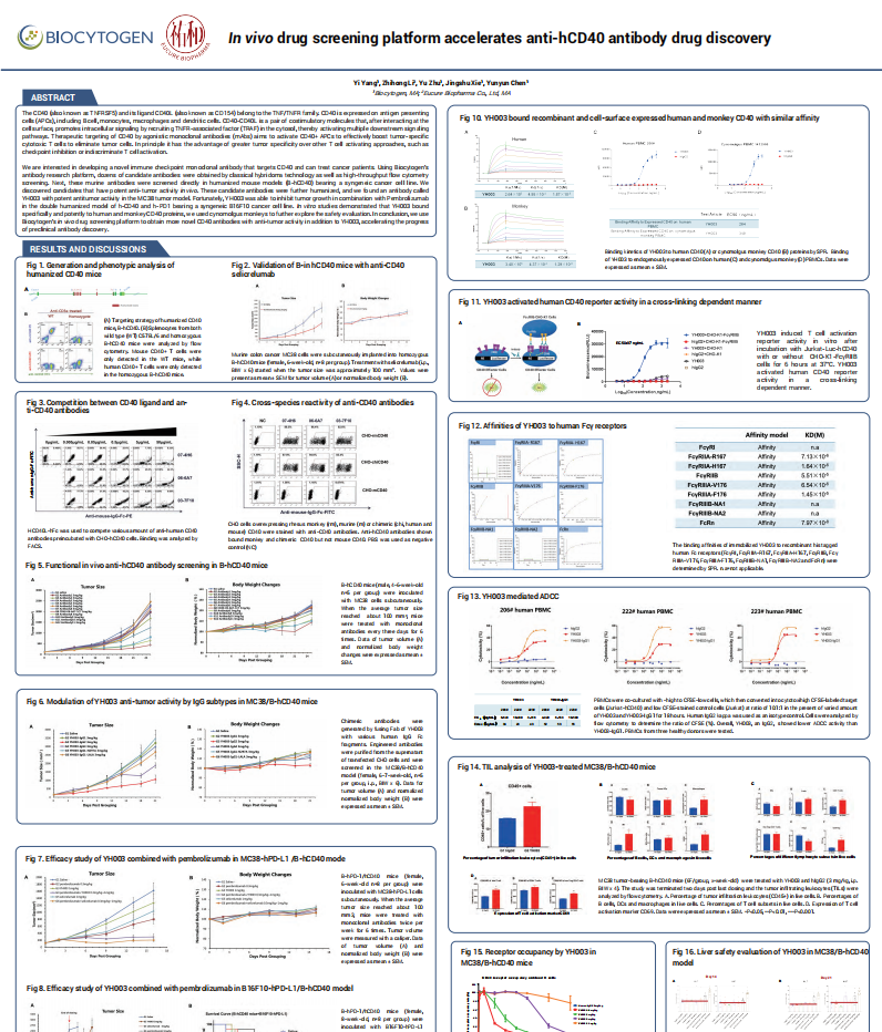 In vivo drug screening platform accelerates anti-hCD40 antibody drug discovery
