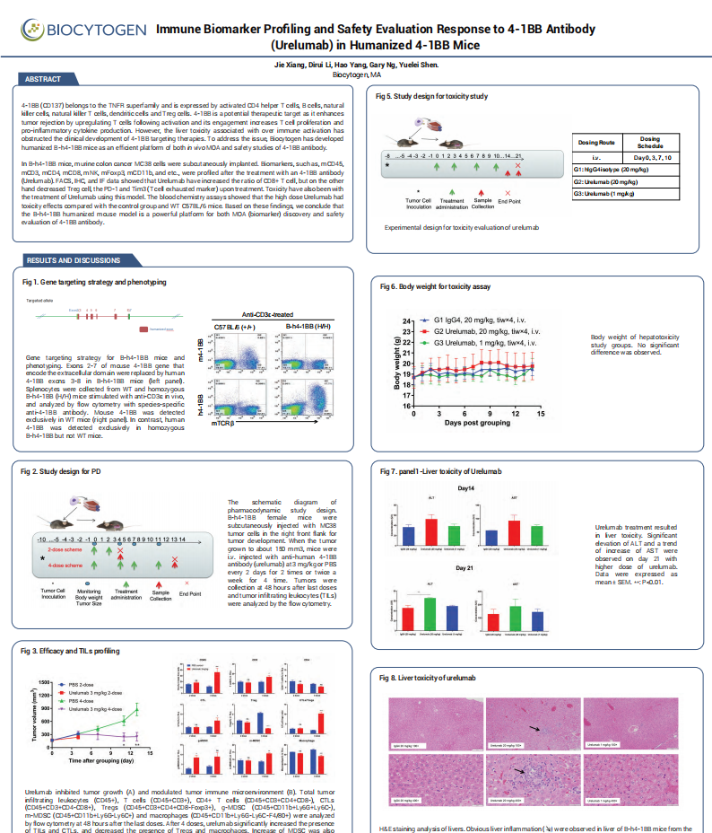 Immune Biomarker Profiling and Safety Evaluation Response to 4-1BB Antibody (Urelumab) in Humanized 4-1BB Mice
