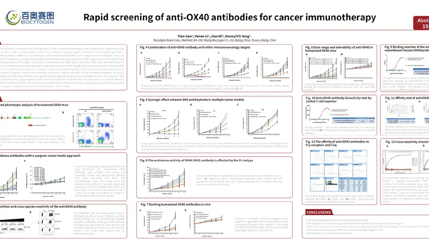 Rapid screening of anti-OX40 antibodies for cancer immunotherapy