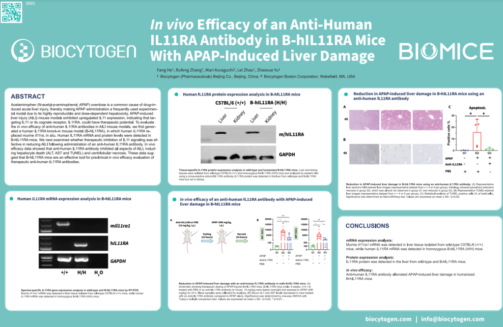 AACR 2023: In vivo Efficacy of an Anti-Human IL11RA Antibody in B-hIL11RA Mice With APAP-Induced Liver Damage