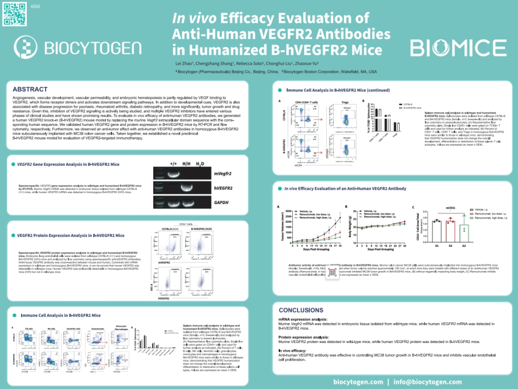 AACR 2023: In vivo Efficacy Evaluation of Anti-Human VEGFR2 Antibodies in Humanized B-hVEGFR2 Mice