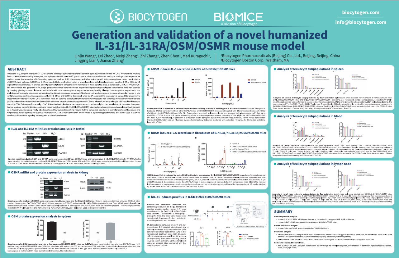 AACR 2024: Generation and validation of a novel humanized IL-31/IL-31RA/OSM/OSMR mouse model