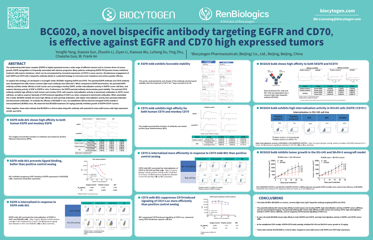 AACR 2024: BCG020, a novel bispecific antibody targeting EGFR and CD70, is effective against EGFR and CD70 high expressed tumors