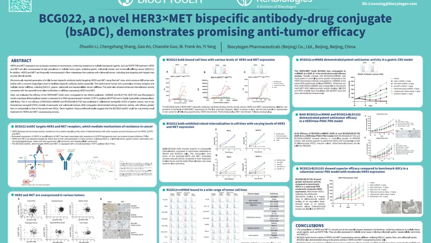 AACR 2024: BCG022, a novel HER3×MET bispecific antibody-drug conjugate (bsADC), demonstrates promising anti-tumor efficacy