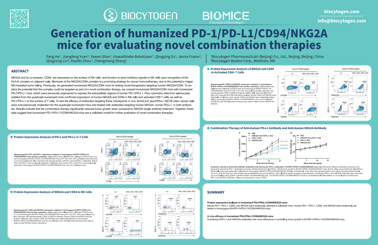 AACR 2024: Generation of humanized PD-1/PD-L1/CD94/NKG2A mice for evaluating novel combination therapies