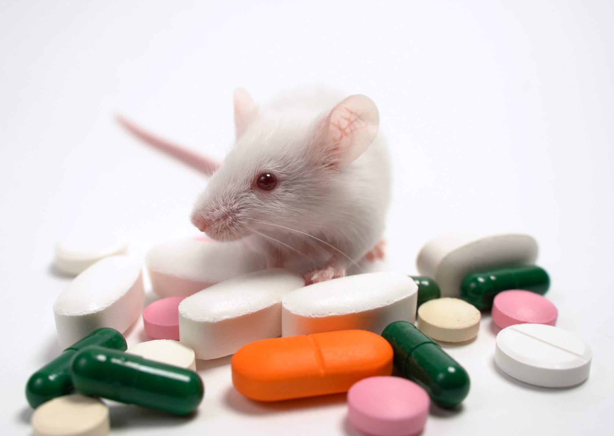 Research Impact: Custom Biocytogen mouse models used to identify critical mediator of inflammation-driven metastases