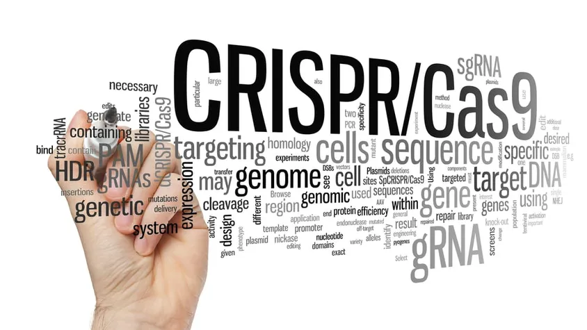 Gene Targeting Service Verified with Industry-leading Quality Control Measures