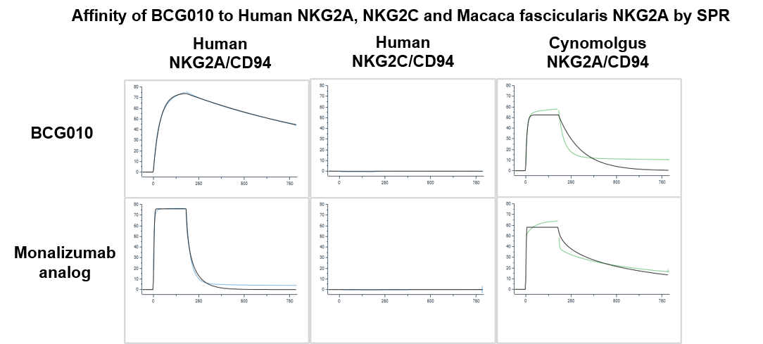 SPR affinity curves showing high-affinity binding of BCG010 to human and cynomolgus monkey NKG2A/CD94, with no measurable affinity for human NKG2C/CD94, compared with the Monalizumab analog.