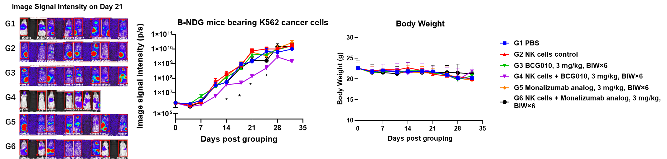 Tumor imaging signal and body weight data showing BCG010 combined with NK cell administration controlling K562 tumor growth in B-NDG mice without body weight loss.