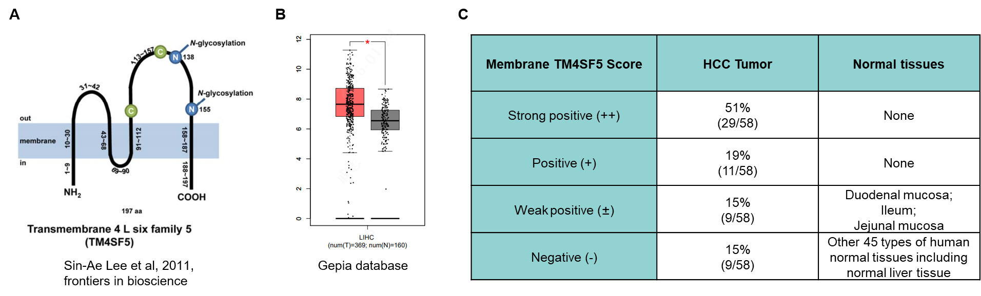 TM4SF5 expression profile showing RNA expression and IHC membrane staining in HCC patient samples and normal tissues, supporting TM4SF5 target validation for HCC ADC development.