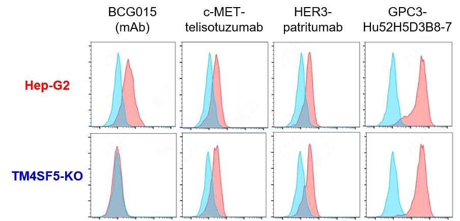 Internalization kinetics showing efficient uptake of the BCG015 TM4SF5 antibody in HCC cells, supporting intracellular ADC payload delivery.