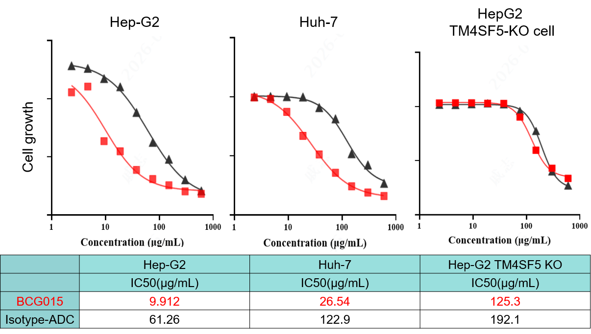 In vitro cell killing curves showing BCG015 target-dependent cytotoxicity in TM4SF5-positive Hep-G2 and Huh-7 cells and reduced activity in Hep-G2 TM4SF5-knockout cells.