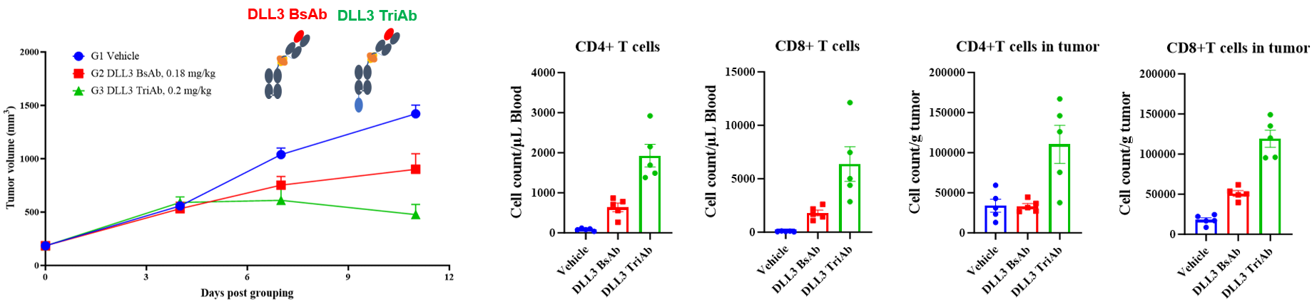 Tumor growth curves and CD4+ and CD8+ T-cell quantification showing enhanced tumor inhibition and T-cell expansion after DLL3 TriAb treatment compared with DLL3 BsAb in SHP-77 SCLC tumor-bearing mice.