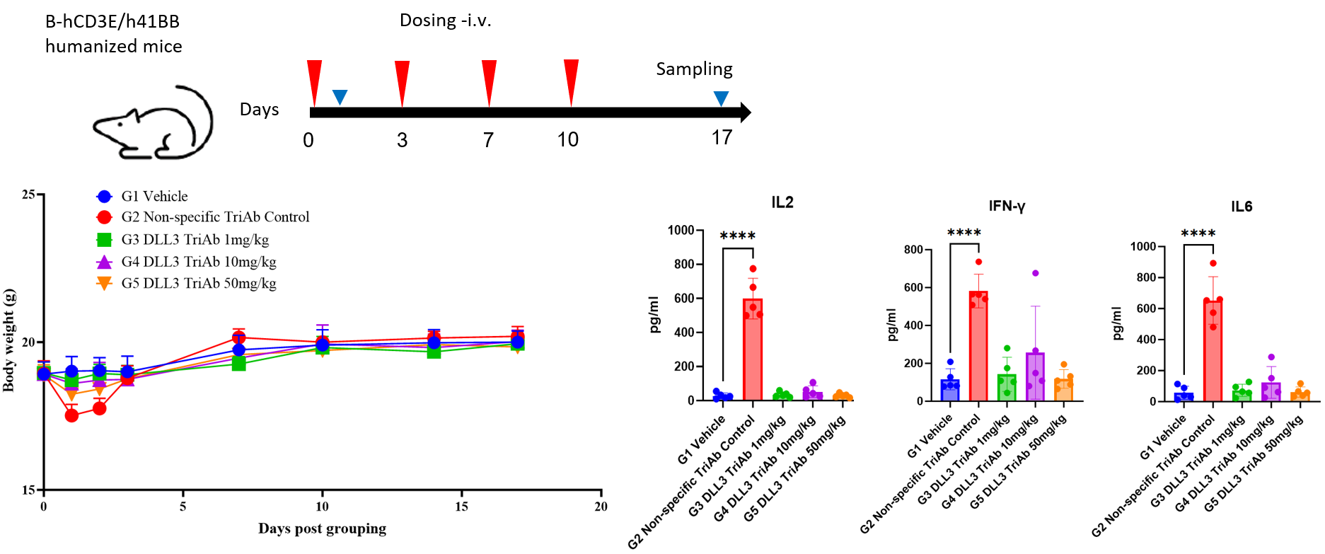 Body weight curves from Day 0 to Day 17 and IL-2, IFN-&gamma;, and IL-6 cytokine bar charts showing BCG024 DLL3 TriAb safety in CD3&epsilon; &times; 4-1BB humanized mice after intravenous dosing on Days 3, 7, and 10.