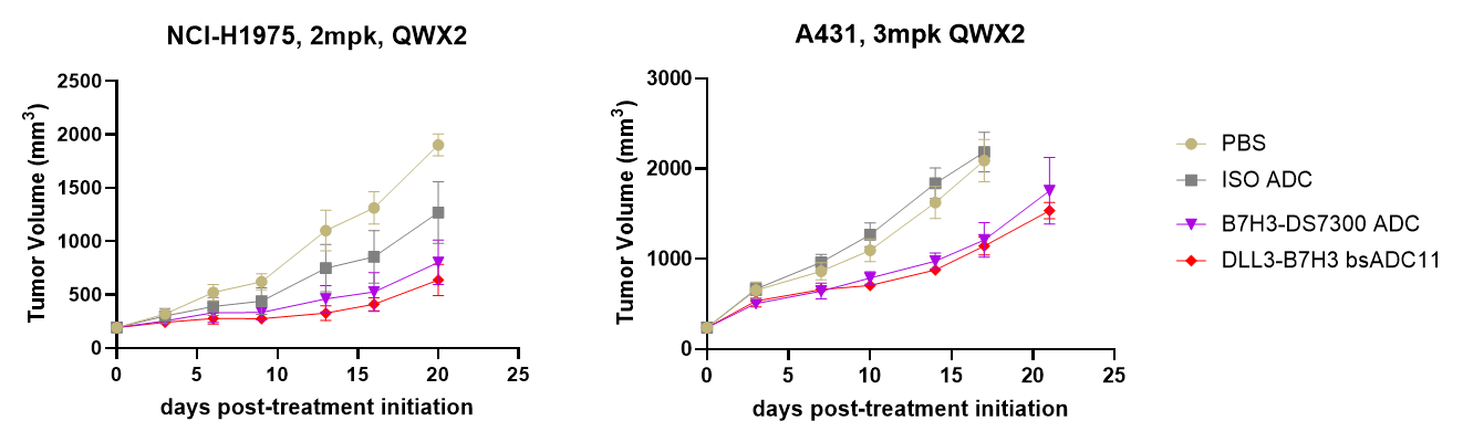 Tumor growth curves comparing BCG025 with a matched B7-H3 benchmark ADC in NCI-H1975 CDX and BP0818 PDX models with B7-H3 expression and absent or limited DLL3 expression.