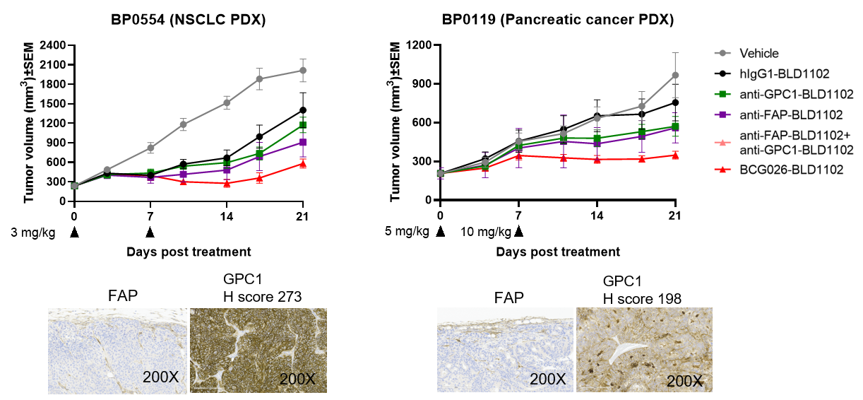 Tumor volume growth curves demonstrating the superior in vivo antitumor efficacy of BCG026 compared with anti-GPC1 and anti-FAP parental ADCs administered alone or in combination across PDX models.