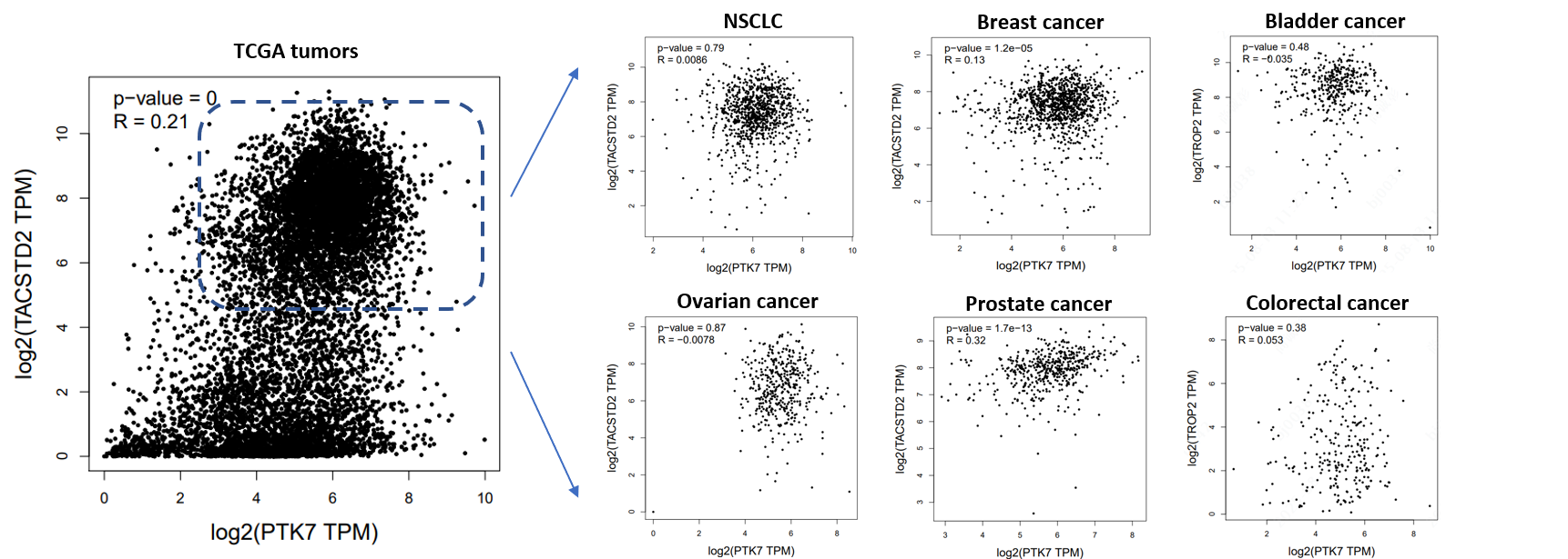 TCGA expression plots showing co-expression of PTK7 and TROP2 across non-small cell lung, breast, bladder, ovarian, prostate, and colorectal cancers.