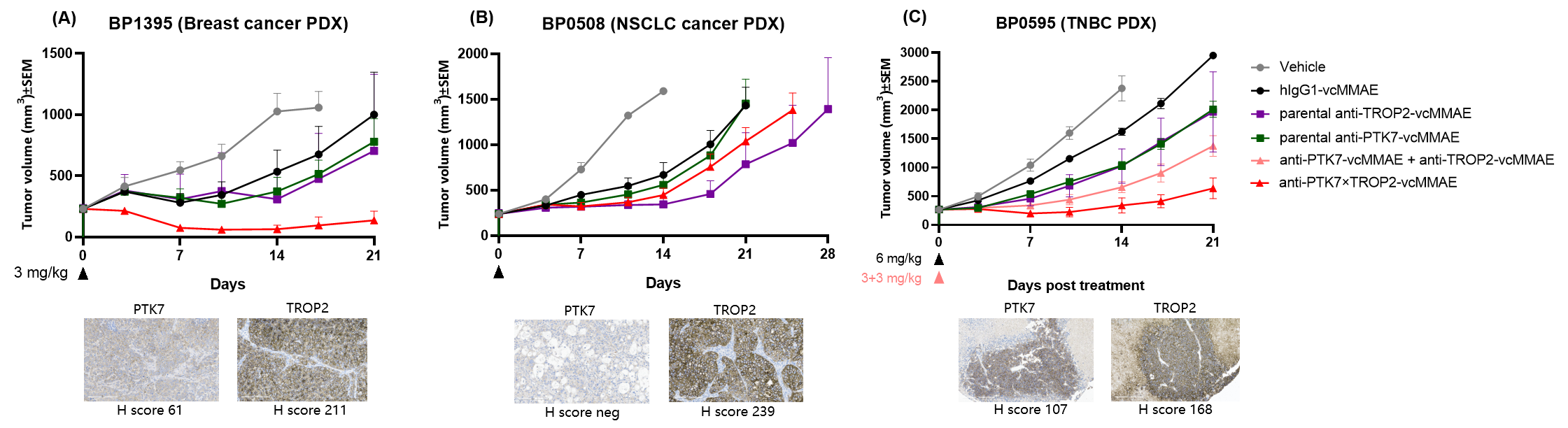 PDX tumor growth curves showing superior efficacy of BCG033 versus parental ADCs in breast cancer.