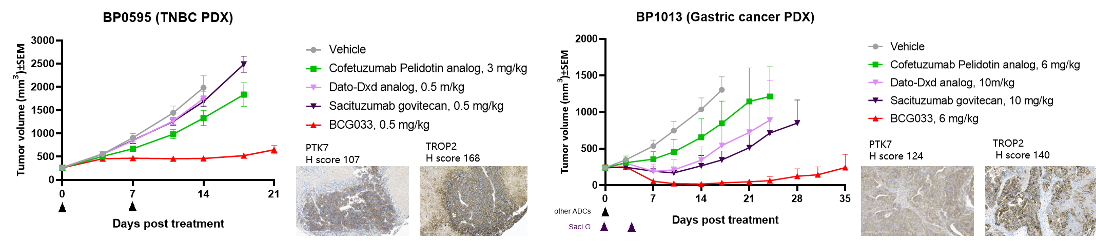 Tumor growth curves showing superior antitumor efficacy of BCG033 compared with benchmark ADCs in BP0595 TNBC and BP1013 gastric cancer PDX models.