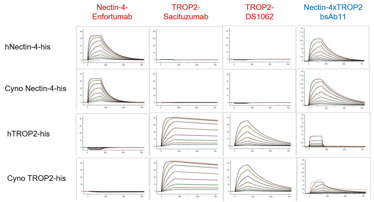 SPR affinity characterization showing BCG039 Nectin-4 &times; TROP2 bispecific antibody binding to human and cynomolgus Nectin-4 and attenuated TROP2 binding compared with benchmark antibodies.