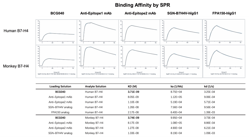 Surface plasmon resonance affinity parameters showing high-affinity binding of BCG040 to human and cynomolgus monkey B7-H4, stronger binding than SGN-B7H4V and FPA150 benchmark analogs.