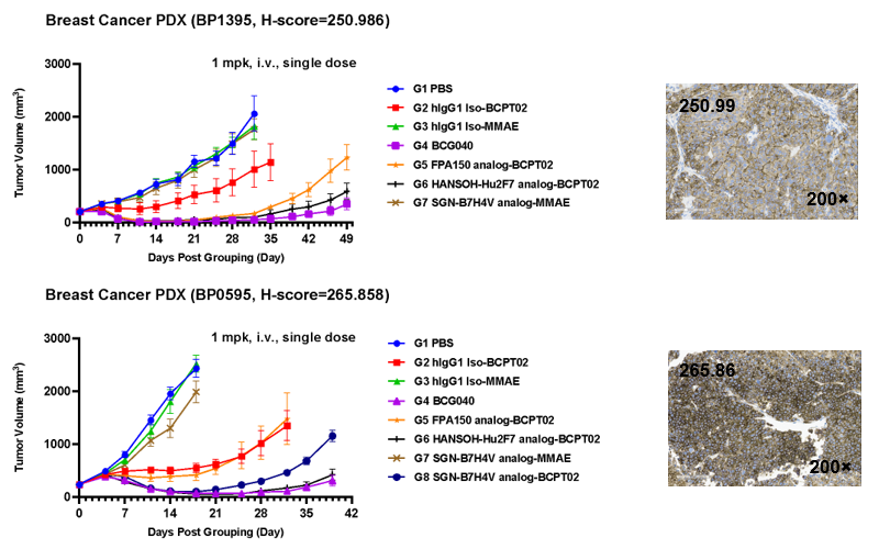Tumor growth curves showing that a single 1 mg/kg dose of BCG040 induced sustained tumor regression for approximately 40 days and outperformed benchmark B7-H4 ADC analogs in breast cancer PDX models.