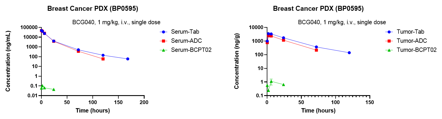 Line graphs showing BCG040 serum and tumor concentration&ndash;time profiles after a single 1 mg/kg dose in a breast cancer PDX model, with favorable PK.