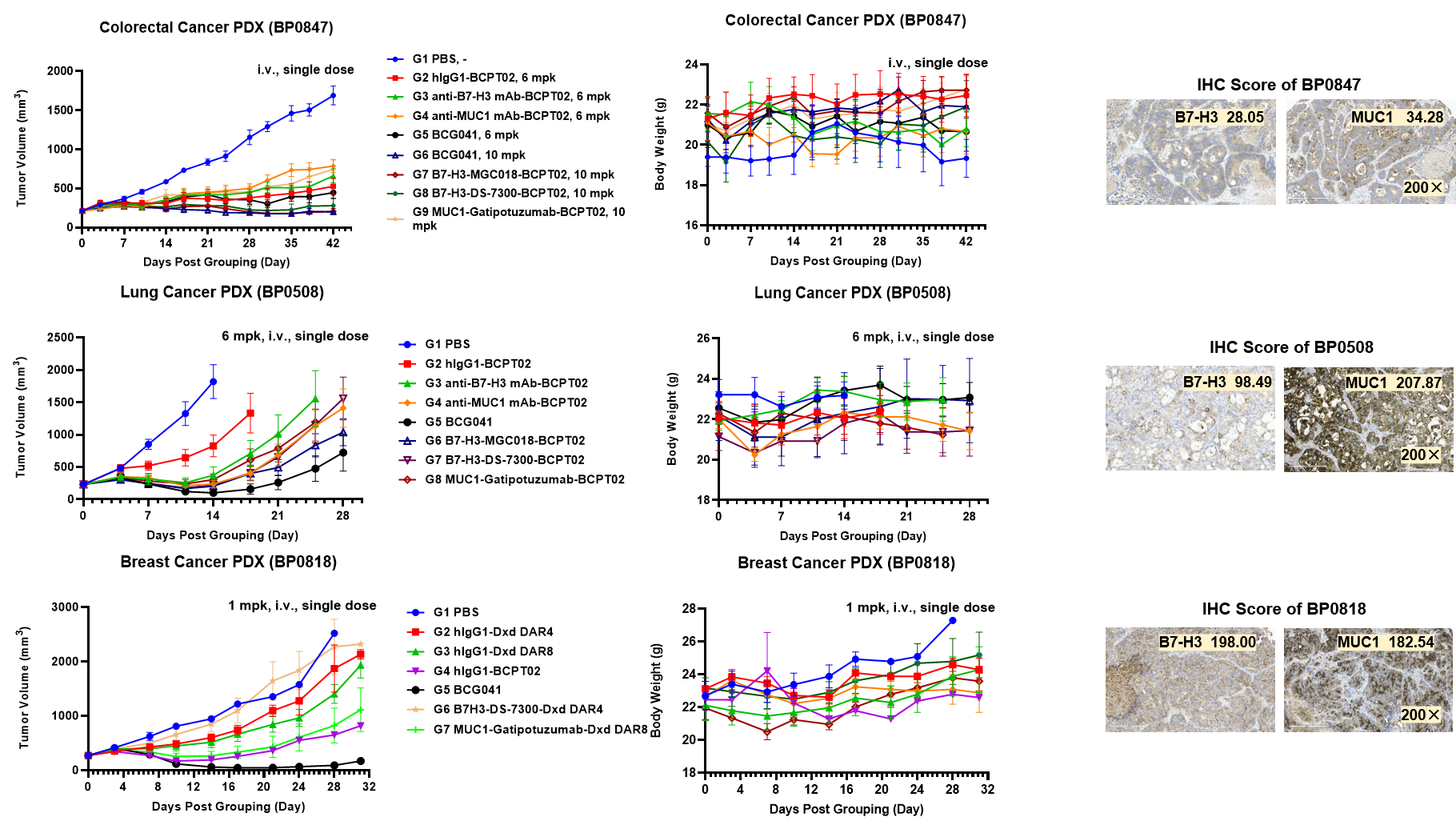 Tumor growth and body weight curves showing robust antitumor activity of BCG041-BCPT02 in PDX models after single intravenous dosing, with no body weight loss observed.